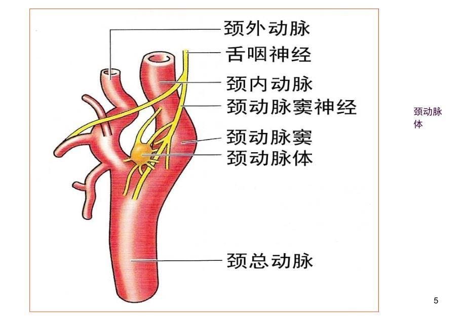 外周动脉解剖简明图ppt课件_第5页