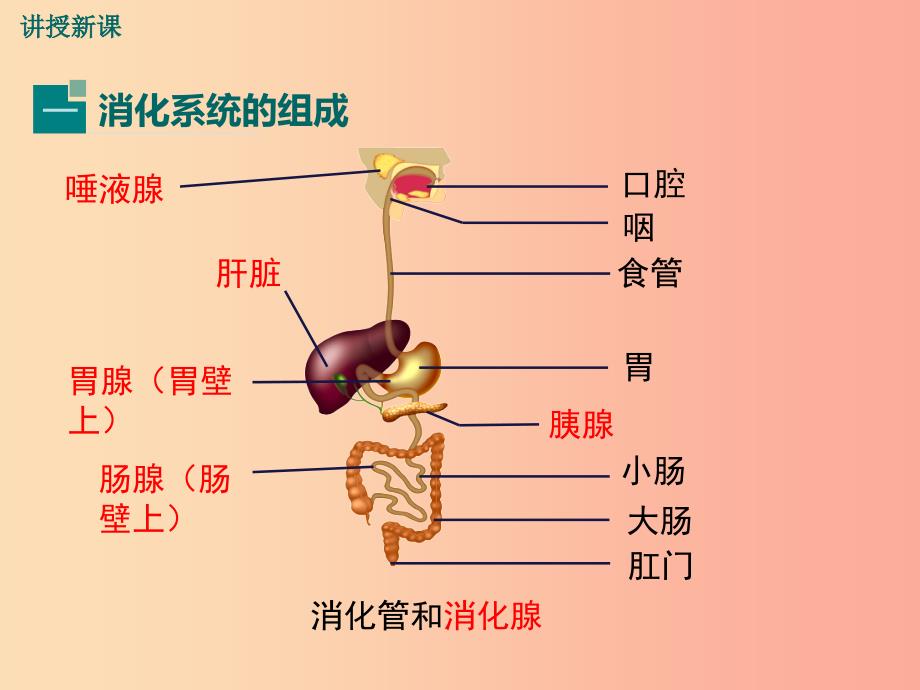 七年级生物下册4.8.2食物的消化和营养物质的吸收课件（新版）北师大版.ppt_第4页