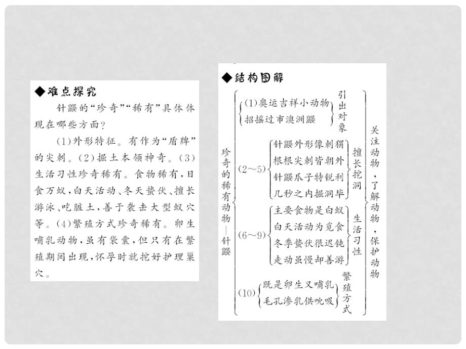 原（季版）七年级语文下册 第四单元 15 珍奇的动物——针鼹课件 语文版_第4页