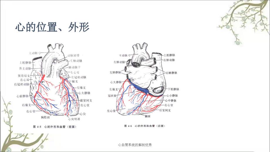 心血管系统的解剖优秀_第3页