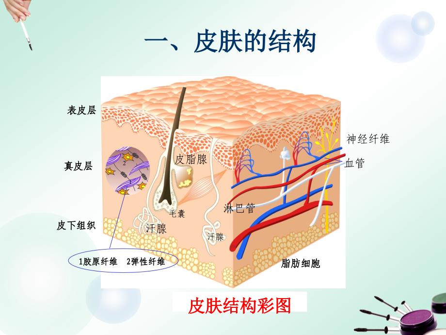 皮肤生理与透皮吸收_第2页