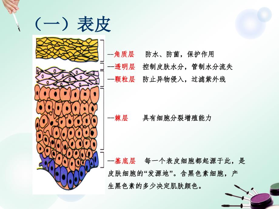 皮肤生理与透皮吸收_第3页