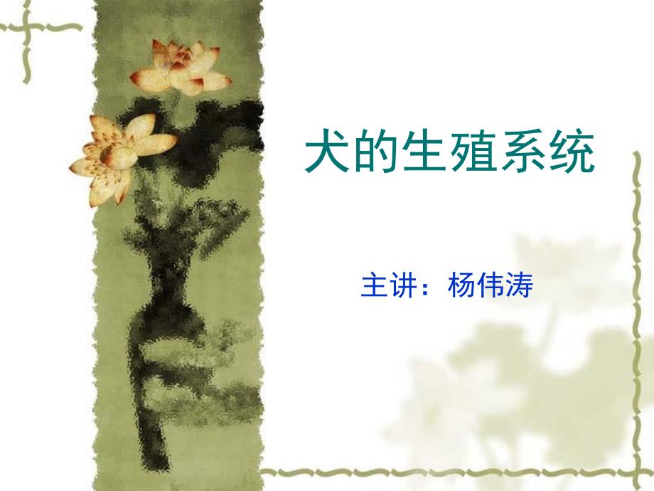 犬的生殖系统_第1页