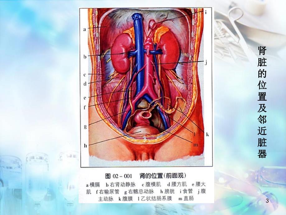 （优质课件）肾穿刺活检最新版_第3页