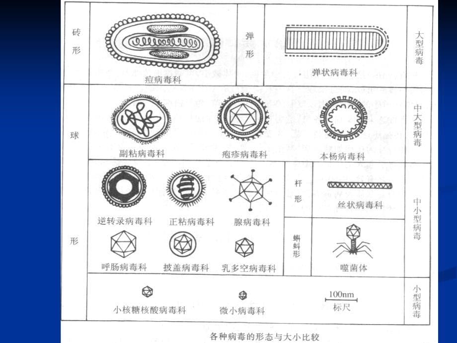 病毒学总论说课_第5页