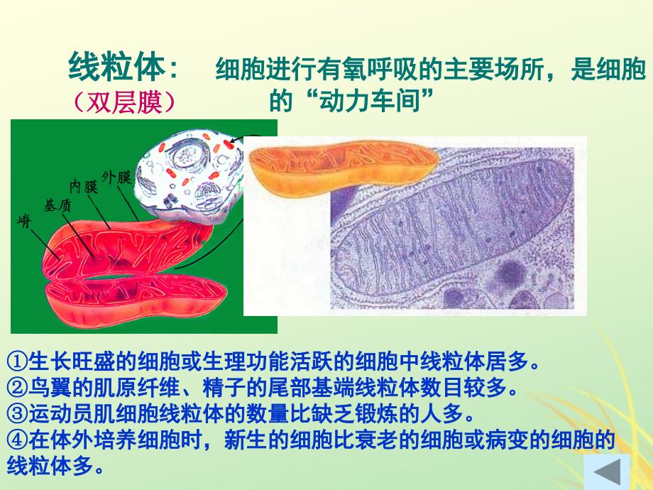 2019高中生物 专题3.2 细胞器&amp;mdash;&amp;mdash;细胞内的分工合作同步课件 新人教版必修1_第4页