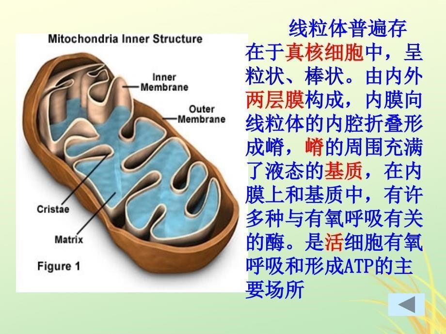 2019高中生物 专题3.2 细胞器&amp;mdash;&amp;mdash;细胞内的分工合作同步课件 新人教版必修1_第5页