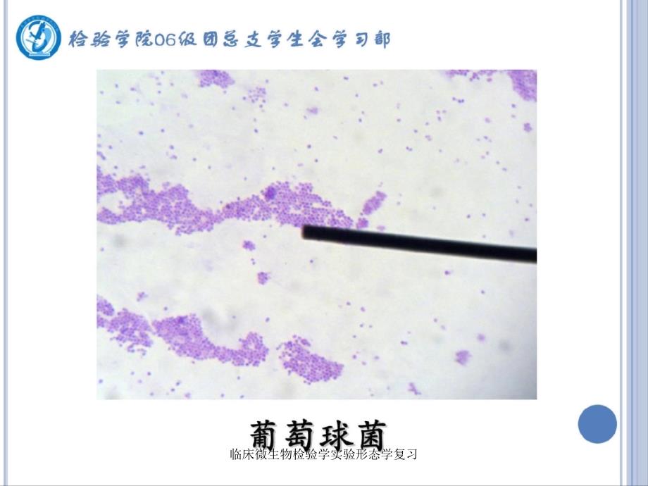 临床微生物检验学实验形态学复习课件_第3页