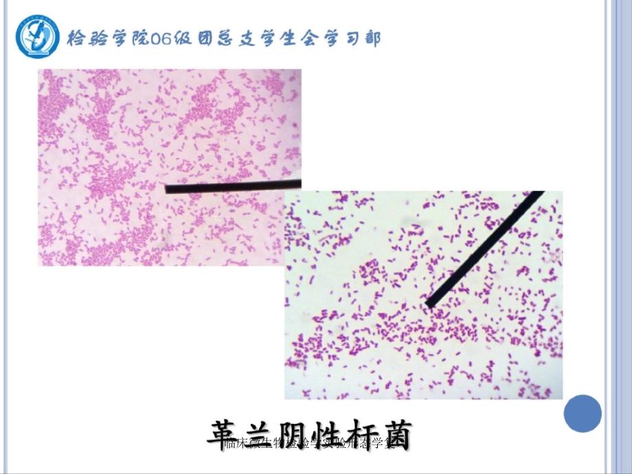 临床微生物检验学实验形态学复习课件_第4页