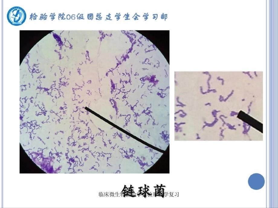 临床微生物检验学实验形态学复习课件_第5页