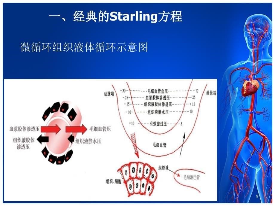 修正的Starling方程与液体复苏PPT参考幻灯片_第5页