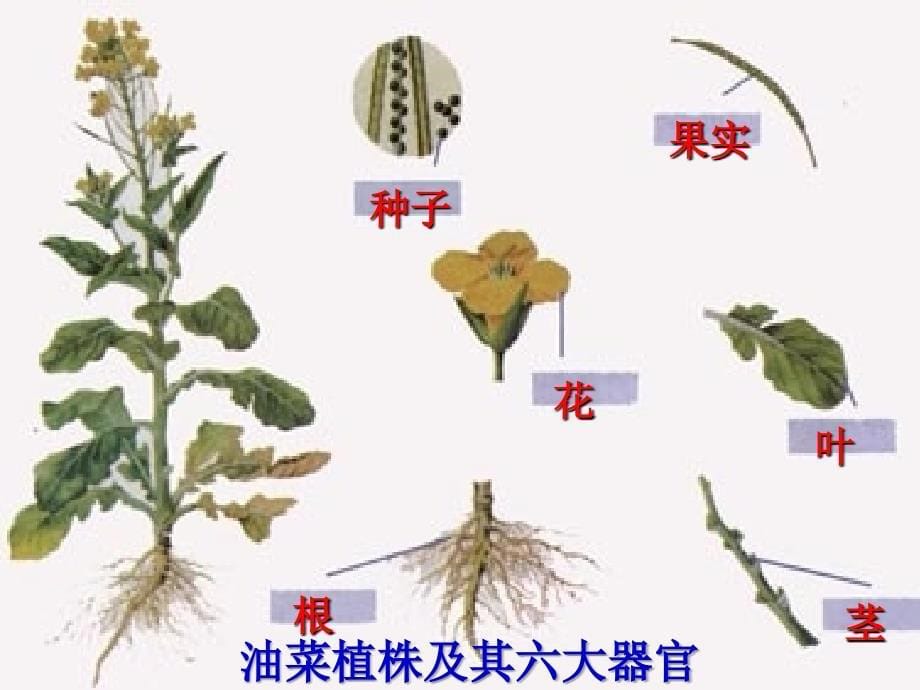 223植物体的结构层次_第5页