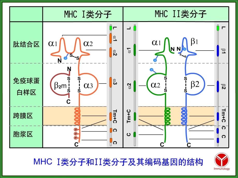 医学免疫学第6版B淋巴细胞_第2页