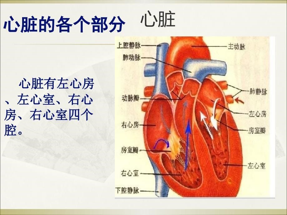 冀教版六年级科学下册-循环与运输_第5页