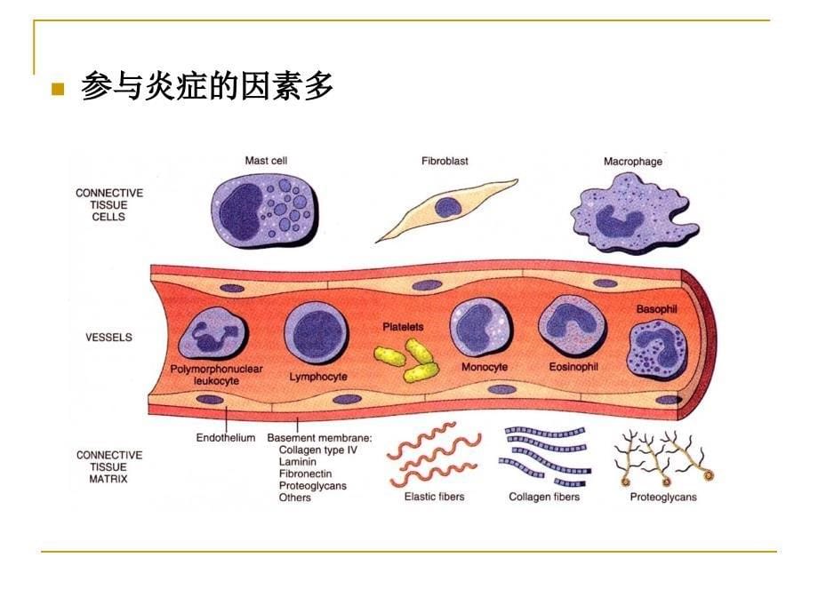 病理学：第五章 炎症_第5页