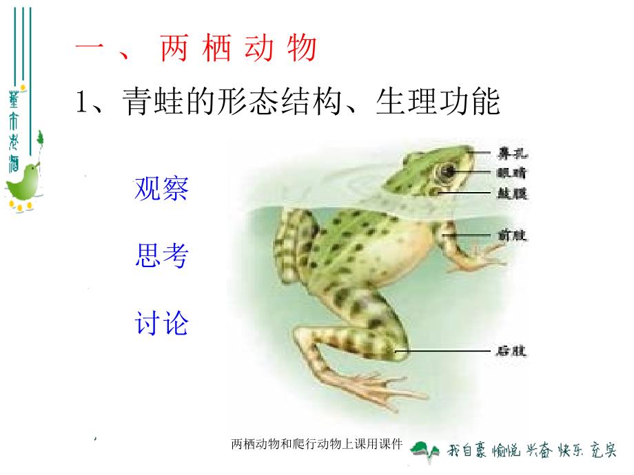 两栖动物和爬行动物上课用课件_第3页