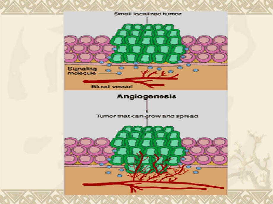 肿瘤的血管生成_第4页