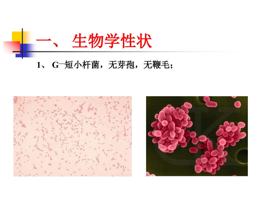 微生物动物源性细菌_第3页