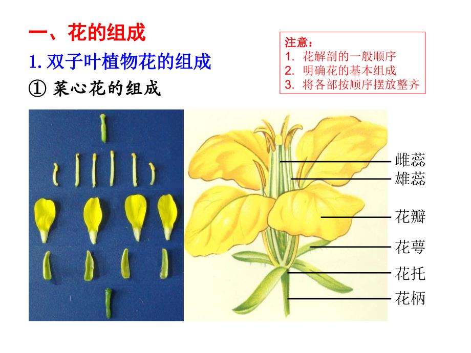 实验6花的组成与花序类型_第2页