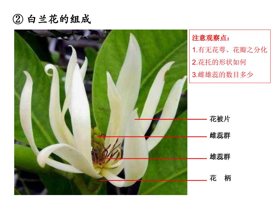 实验6花的组成与花序类型_第3页