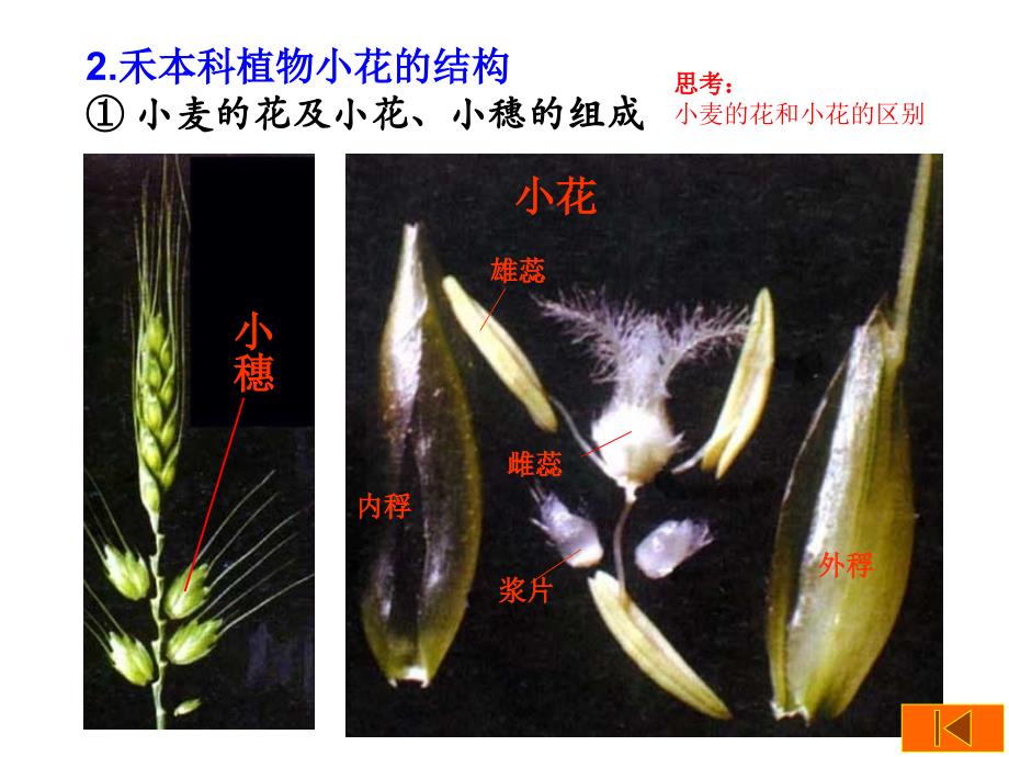 实验6花的组成与花序类型_第4页