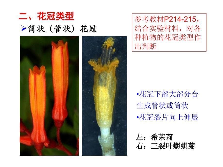 实验6花的组成与花序类型_第5页