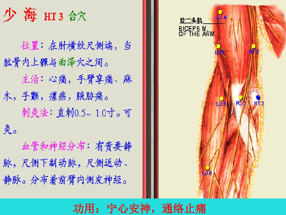 五、手少阴心经-该经经脉循行所联络的脏腑器官有心、小肠、肺讲解_第4页