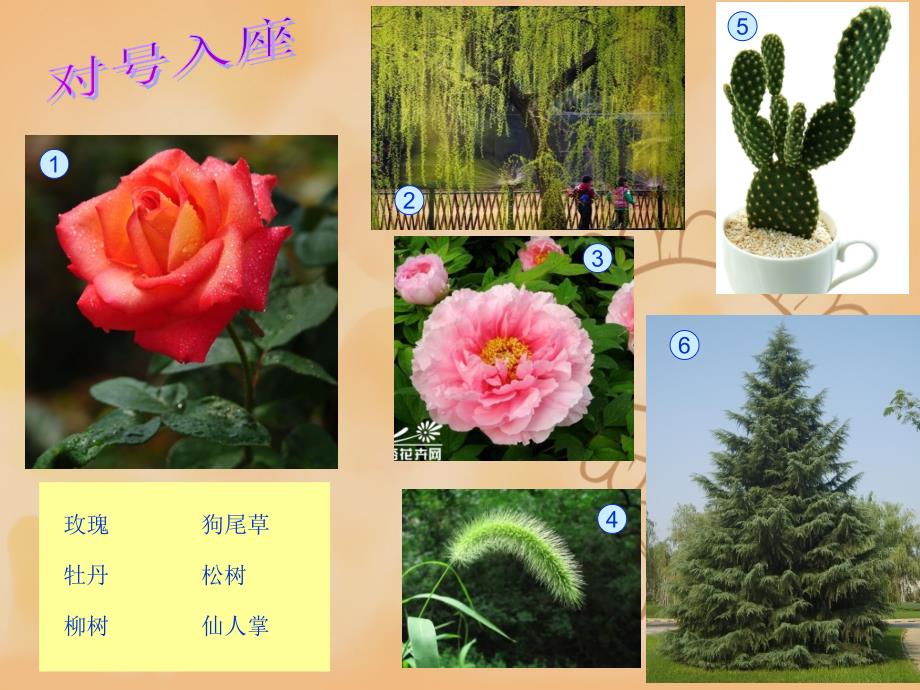 三年级上册科学课件2.1 身边的植物湘科版一起共16张PPT_第2页