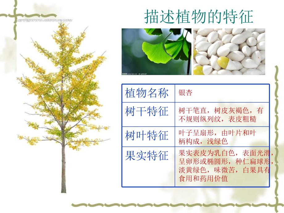 三年级上册科学课件2.1 身边的植物湘科版一起共16张PPT_第3页