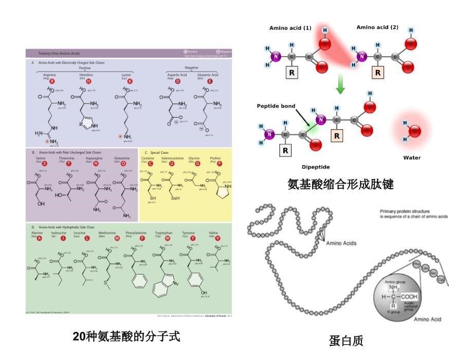 深圳大学理科选修遗传学发现课件5遗传物质DNA_第5页