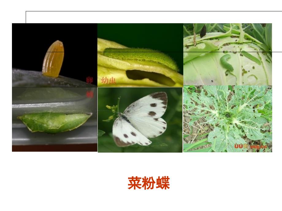 园艺植物病虫害识别_第3页