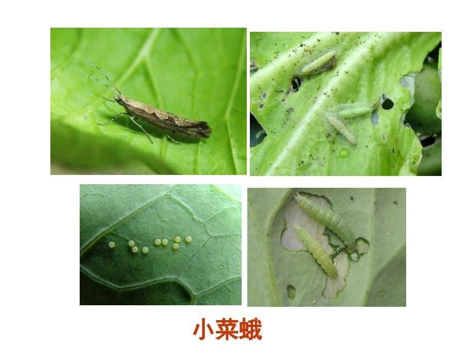 园艺植物病虫害识别_第5页