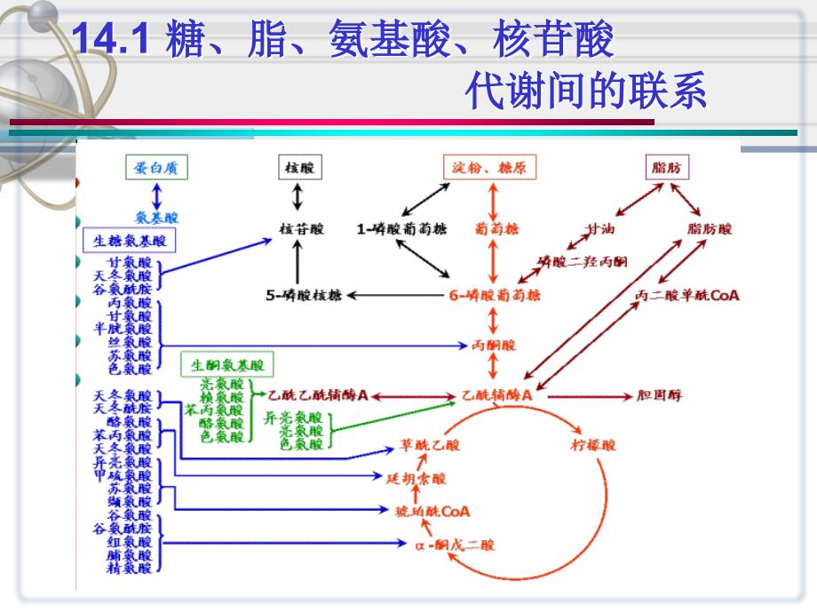 《生物化学》 第14章 物质代谢的相互联系和调节控制_第2页