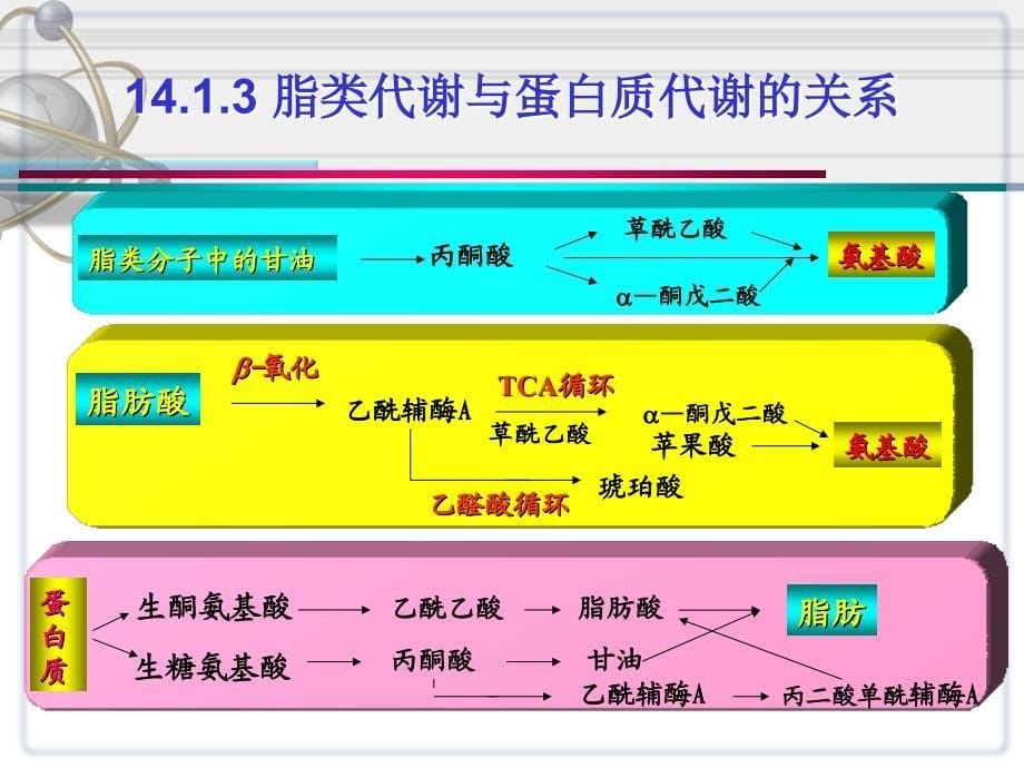 《生物化学》 第14章 物质代谢的相互联系和调节控制_第5页