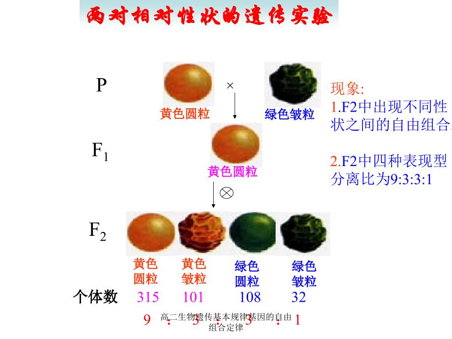 高二生物遗传基本规律基因的自由组合定律课件_第3页