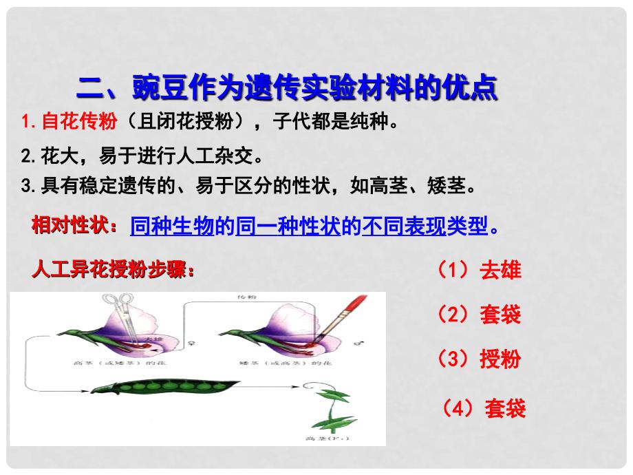 高中生物 1.1 孟德尔的豌豆杂交实验（一）（第1课时）课件 新人教版必修2_第3页