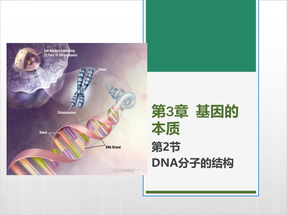 新教材《DNA的结构》教学课件人教版1_第1页