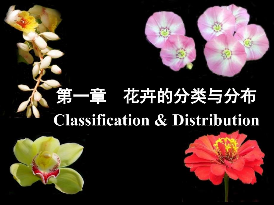 第一章--花卉的分类与分布--园艺概论讲义课件_第1页
