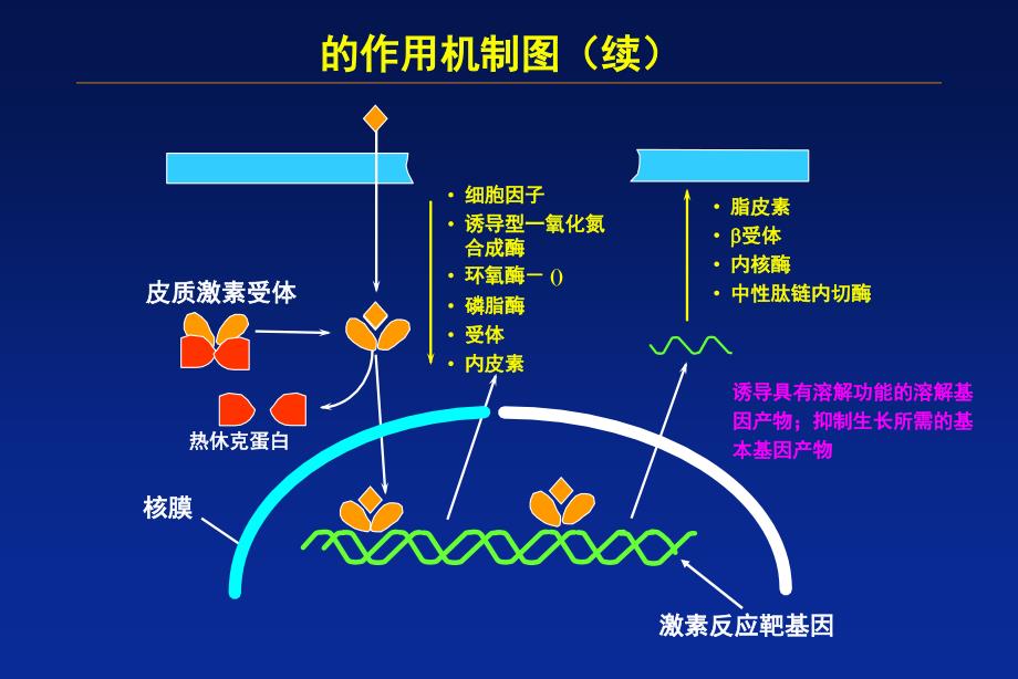 肾上腺皮质激素临床应用及注意事项课件_第4页