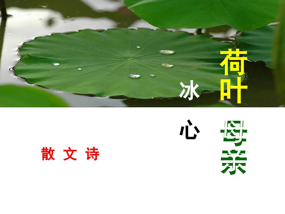 初一语文七年级上册《荷叶母亲》课件（公开课）_第1页