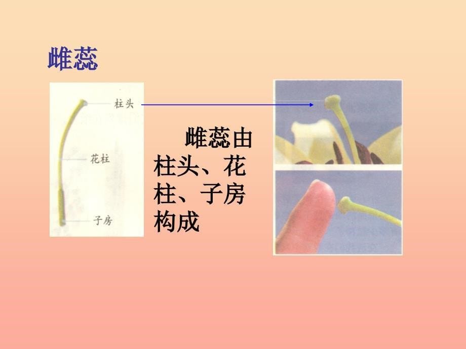 四年级科学下册 2 新的生命 3 花 果实和种子课件1 教科版.ppt_第5页