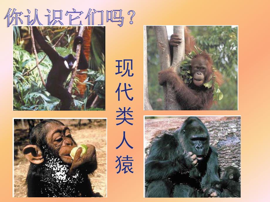 人类的起源和发展.ppt_第4页