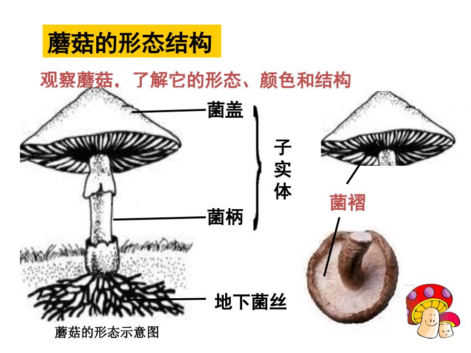 第五单元--第二章-真菌-食用真菌_第4页