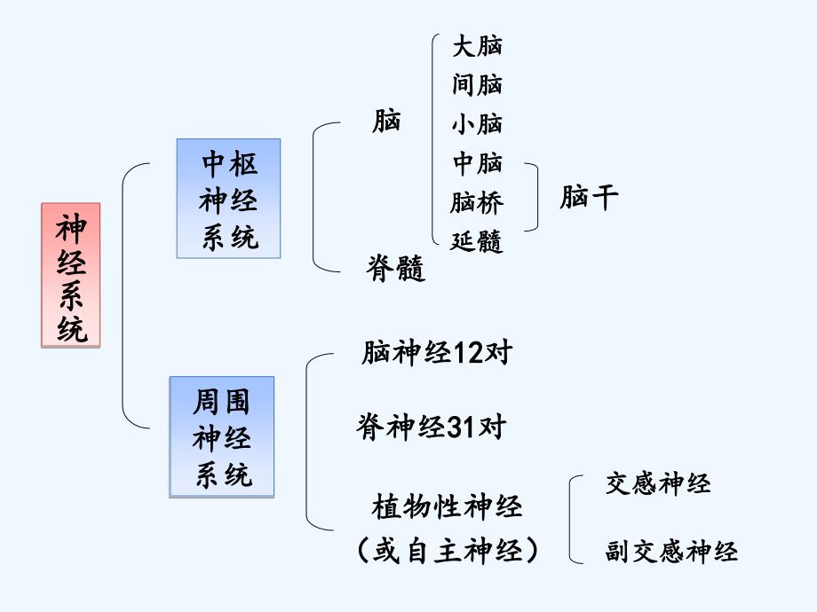 神经系统解剖与生理（133页）_第2页