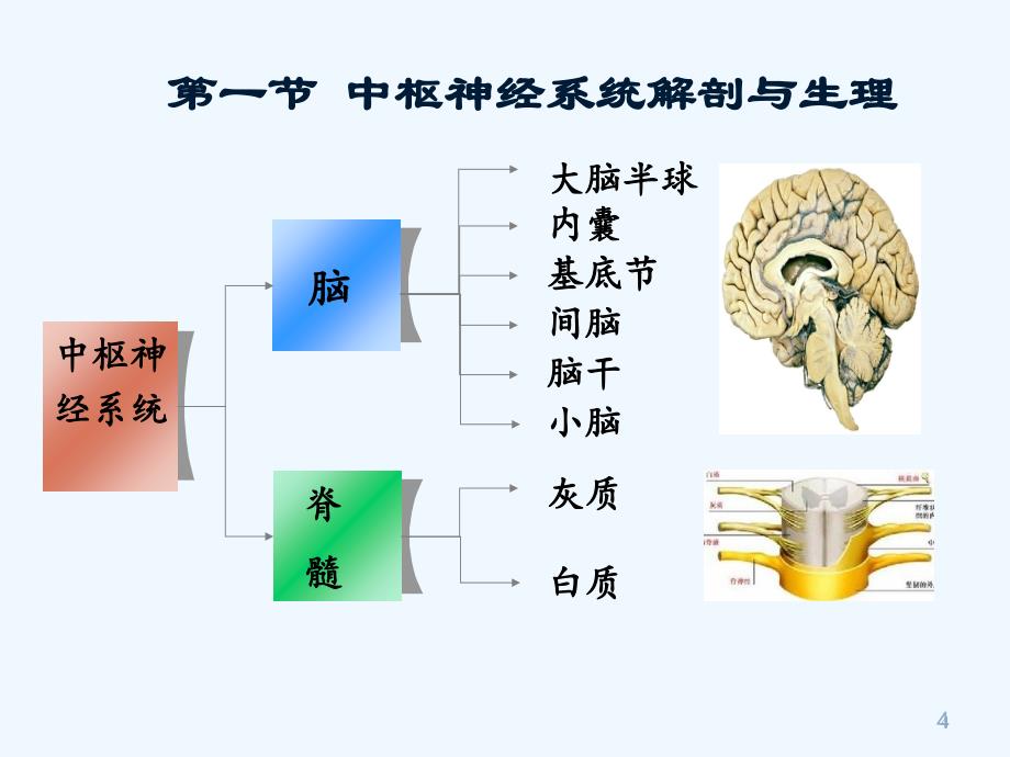 神经系统解剖与生理（133页）_第4页