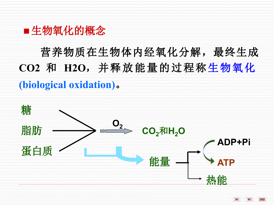 生物化学课件：第06章生物氧化(12医本)_第2页