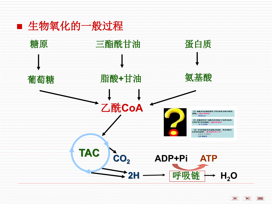 生物化学课件：第06章生物氧化(12医本)_第3页