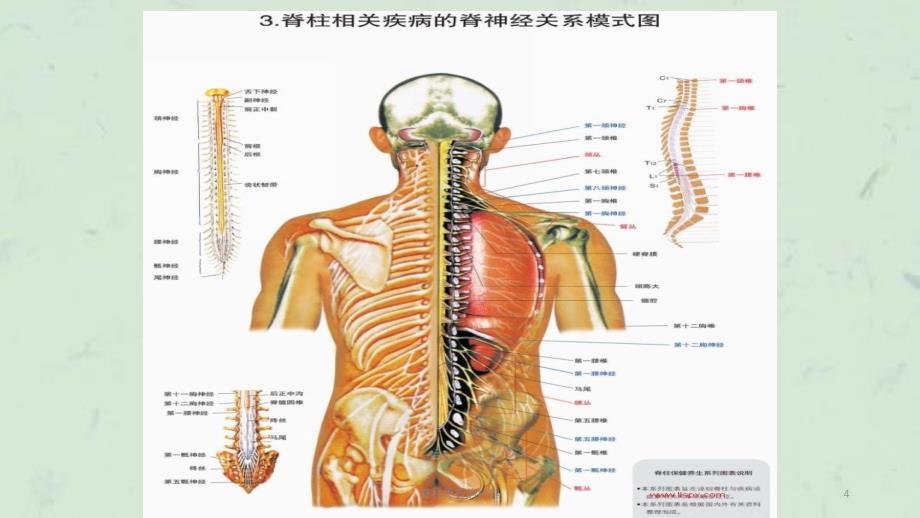 脊柱骨折的护理课件_第4页