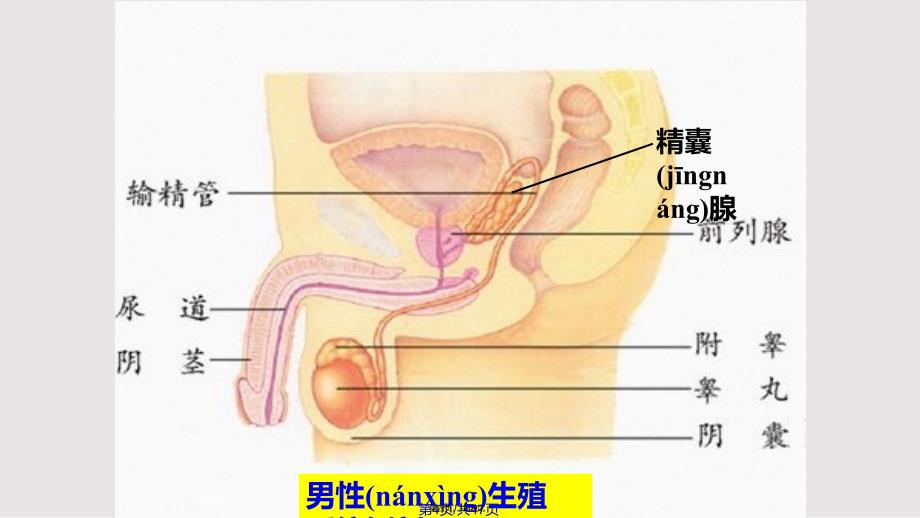 婴儿的诞生实用教案_第4页