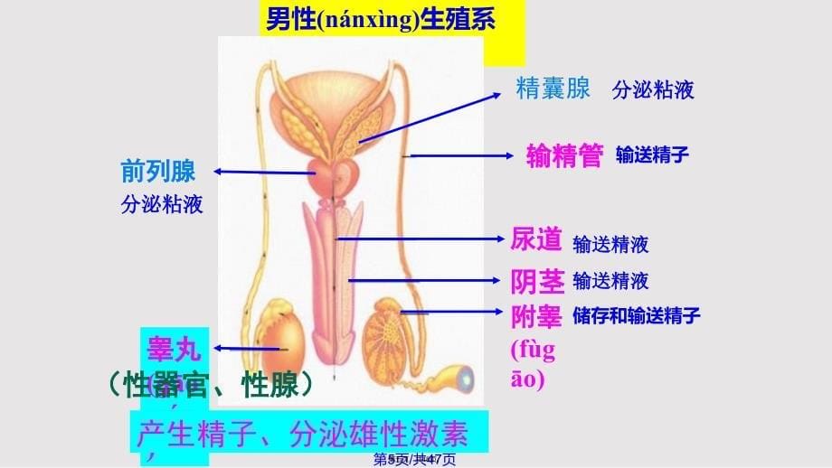 婴儿的诞生实用教案_第5页